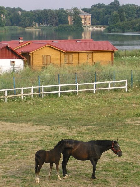 Muncitor pentru ingrijire cai de sport,